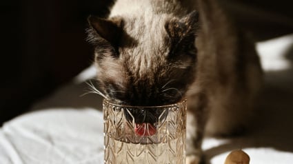 Illustration : Votre chat boit dans votre verre malgr&eacute; sa gamelle pleine : les raisons possibles de cette pr&eacute;f&eacute;rence