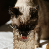 Illustration : Votre chat boit dans votre verre malgr&eacute; sa gamelle pleine : les raisons possibles de cette pr&eacute;f&eacute;rence