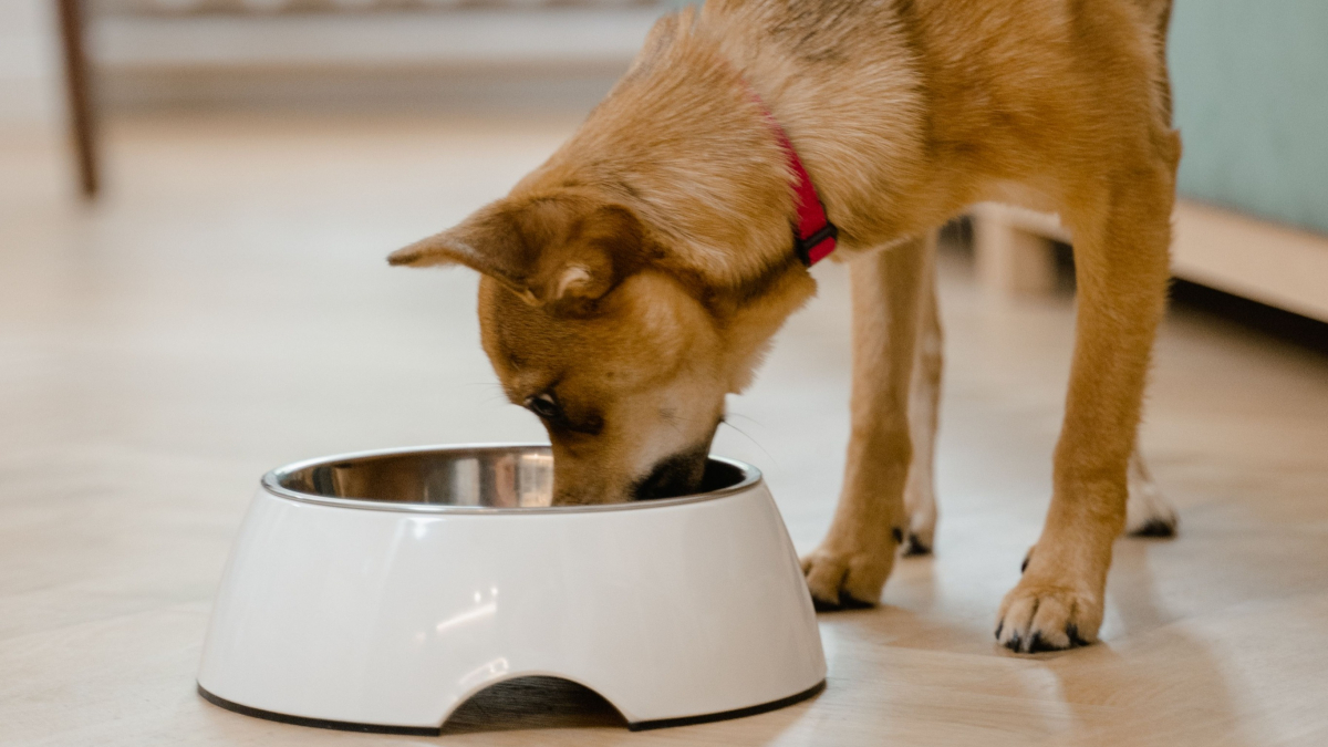 Illustration : "Vrai ou faux ? L'huile de saumon est la solution miracle pour stopper la perte de poils chez le chien"