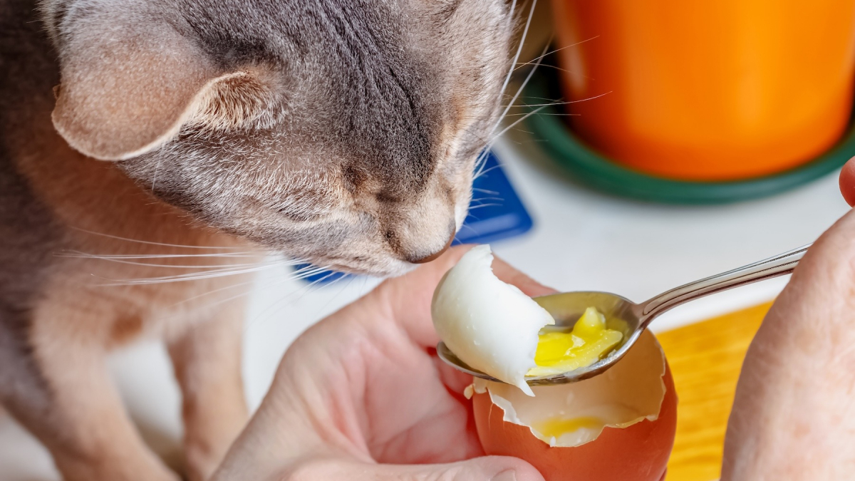 Illustration : "Votre chat peut manger du jaune d’œuf bien cuit, mais en petite quantité et seulement de temps en temps"