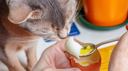 Illustration : Votre chat peut manger du jaune d&rsquo;&oelig;uf bien cuit, mais en petite quantit&eacute; et seulement de temps en temps
