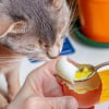 Illustration : Votre chat peut manger du jaune d&rsquo;&oelig;uf bien cuit, mais en petite quantit&eacute; et seulement de temps en temps