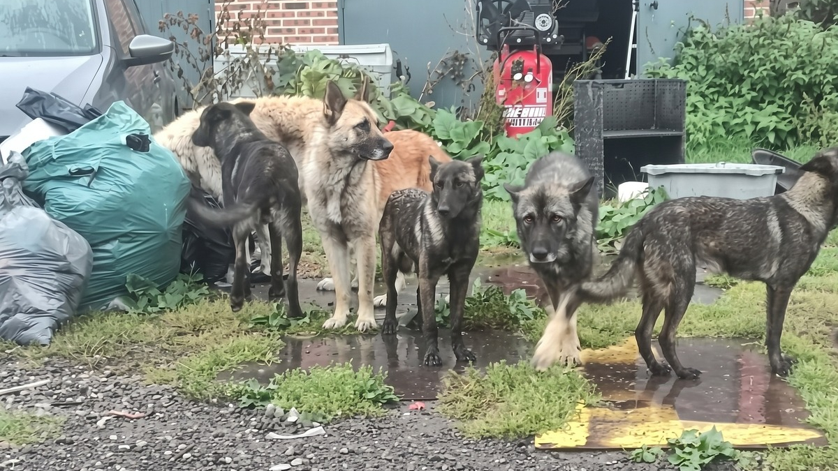 Illustration : "Intervenus pour un autre motif, les gendarmes découvrent 59 chiens et chats privés de soins dans une propriété de l’Oise"