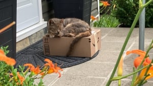 Illustration : "Il pensait regarder un chat dormir simplement sur son colis, mais découvre qu'il a besoin de soins (vidéo)"