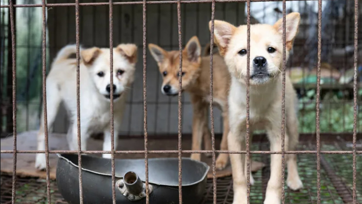 Illustration : "Plus de 70 chiens sauvés d'un élevage destiné à la consommation en Corée du Sud, dont des mères et leurs chiots"