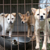 Illustration : Plus de 70 chiens sauv&eacute;s d'un &eacute;levage destin&eacute; &agrave; la consommation en Cor&eacute;e du Sud, dont des m&egrave;res et leurs chiots