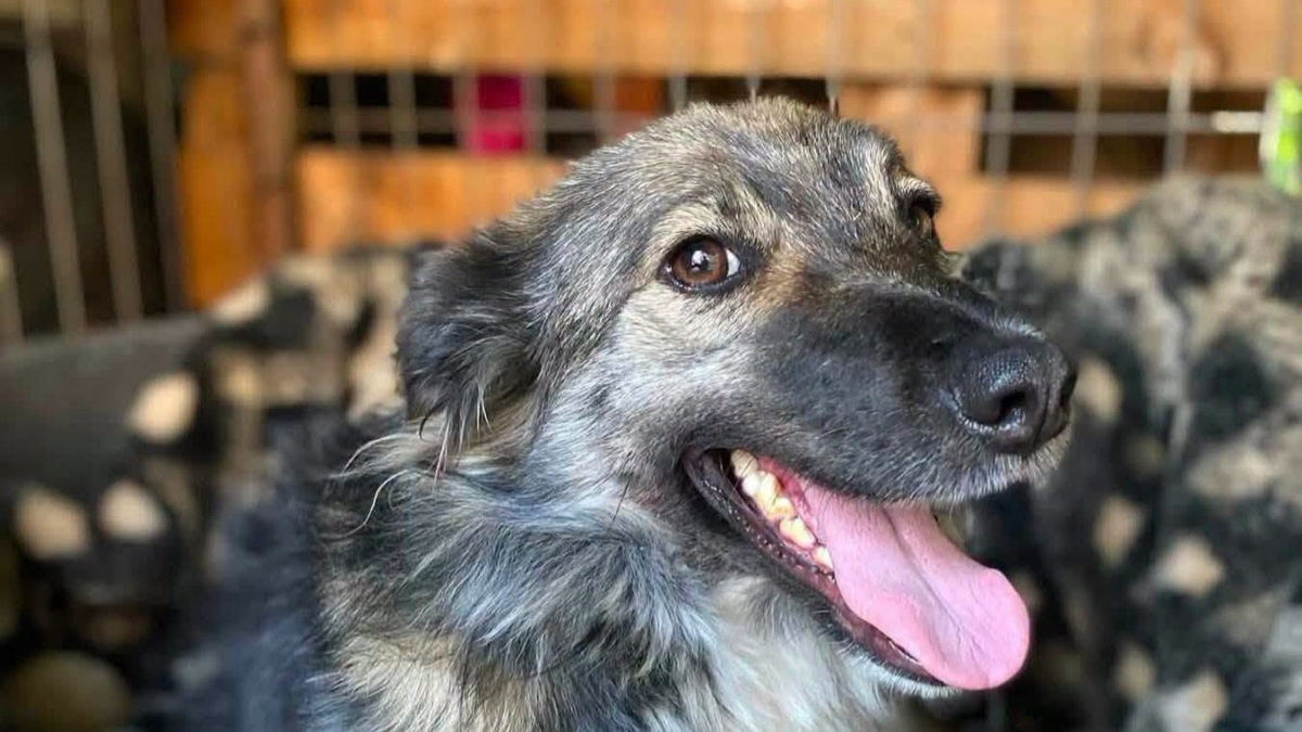 Illustration : "Après 2 ans derrière les barreaux, ces 2 sœurs rêvent enfin d'une vraie vie de chien"