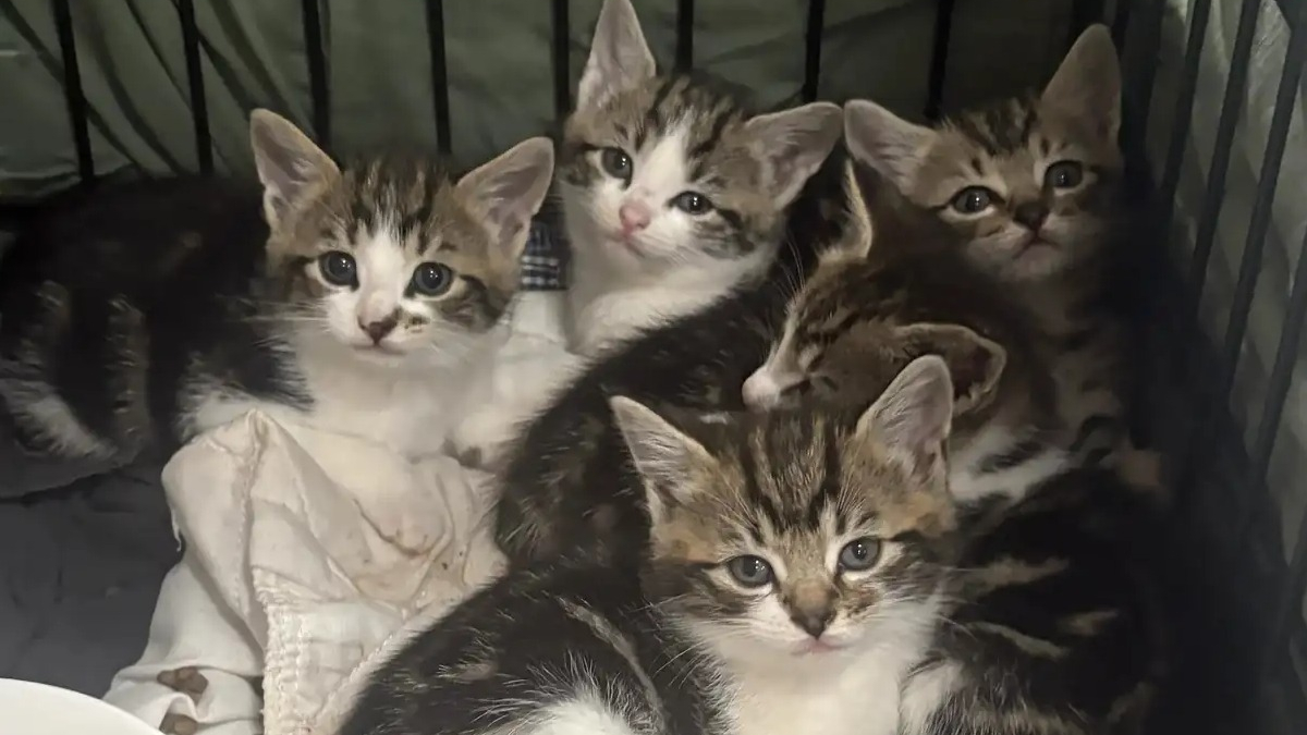 Illustration : "S'apprêtant à ouvrir son magasin, il découvre 6 chatons affamés et malades devant une boutique voisine"