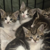 Illustration : S'appr&ecirc;tant &agrave; ouvrir son magasin, il d&eacute;couvre 6 chatons affam&eacute;s et malades devant une boutique voisine