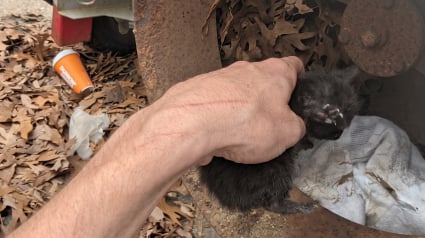 Illustration : Des ouvriers entendent des cris dans un broyeur industriel, 3 chatons se trouvaient &agrave; l'int&eacute;rieur