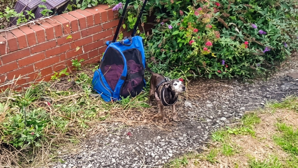 Illustration : "Cette chienne séniore refuse de quitter ce sac abandonné et protège coûte que coûte ce qui se cache à l'intérieur"