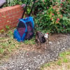 Illustration : Cette chienne s&eacute;niore refuse de quitter ce sac abandonn&eacute; et prot&egrave;ge co&ucirc;te que co&ucirc;te ce qui se cache &agrave; l'int&eacute;rieur
