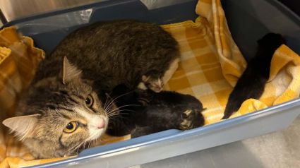 Illustration : Cette maman chat prot&egrave;ge ses 6 nouveau-n&eacute;s sous une maison, jusqu&rsquo;&agrave; ce que quelqu&rsquo;un les remarque