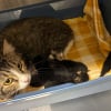 Illustration : Cette maman chat prot&egrave;ge ses 6 nouveau-n&eacute;s sous une maison, jusqu&rsquo;&agrave; ce que quelqu&rsquo;un les remarque