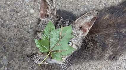 Illustration : Aveugl&eacute;e par une feuille, cette chatte a d&ucirc; ravaler sa fiert&eacute; pour r&eacute;clamer l'aide d'une voisine (vid&eacute;o)