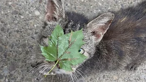 Illustration : Aveuglée par une feuille, cette chatte a dû ravaler sa fierté pour réclamer l'aide d'une voisine (vidéo)
