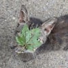 Illustration : Aveugl&eacute;e par une feuille, cette chatte a d&ucirc; ravaler sa fiert&eacute; pour r&eacute;clamer l'aide d'une voisine (vid&eacute;o)