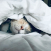 Illustration : Chute des temp&eacute;ratures : 6 astuces pour am&eacute;nager le nid parfait de votre chat cet automne