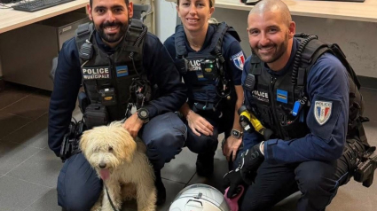 Illustration : &Agrave; Marseille, les forces de l'ordre interviennent in extremis pour lib&eacute;rer un chien pi&eacute;g&eacute; sur un balcon en plein soleil