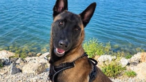 Illustration : 6 annonces d'adoption de chiens de Berger qui esp&egrave;rent &eacute;crire un nouveau chapitre dans un foyer aimant