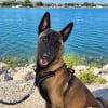 Illustration : 6 annonces d'adoption de chiens de Berger qui esp&egrave;rent &eacute;crire un nouveau chapitre dans un foyer aimant