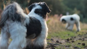 Illustration : Glandes anales du chien : les risques d&rsquo;une vidange maison et les signes qui imposent de voir le v&eacute;t&eacute;rinaire