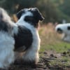 Illustration : Glandes anales du chien : les risques d&rsquo;une vidange maison et les signes qui imposent de voir le v&eacute;t&eacute;rinaire