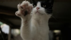 Illustration : Maladie des griffes du chat : un chat infect&eacute; peut aussi transmettre la bact&eacute;rie en l&eacute;chant une plaie