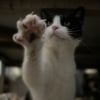 Illustration : Maladie des griffes du chat : un chat infect&eacute; peut aussi transmettre la bact&eacute;rie en l&eacute;chant une plaie