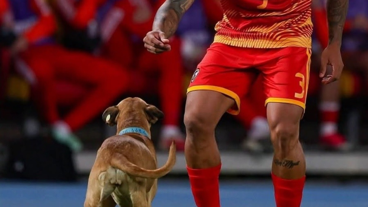 Illustration : "Un chien interrompt un match de football, puis esquive le joueur qui tente de le faire sortir"