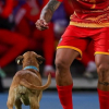 Illustration : Un chien interrompt un match de football, puis esquive le joueur qui tente de le faire sortir