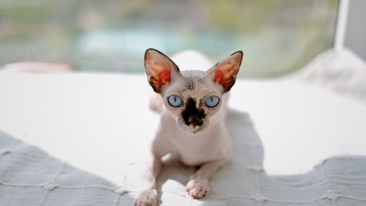 Illustration : "Les chats sans poils comme le Sphynx sont totalement hypoallergéniques, mythe ou réalité ?"