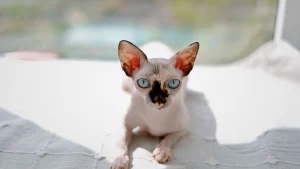 Illustration : Les chats sans poils comme le Sphynx sont totalement hypoallerg&eacute;niques, mythe ou r&eacute;alit&eacute; ?