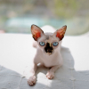 Illustration : Les chats sans poils comme le Sphynx sont totalement hypoallerg&eacute;niques, mythe ou r&eacute;alit&eacute; ?