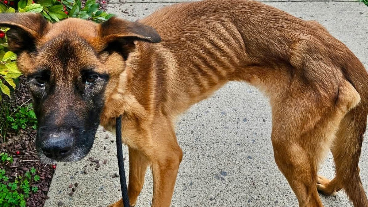 Illustration : "Cette chienne découverte avec un collier étrangleur rouillé était si maigre qu’elle peinait à tenir debout"