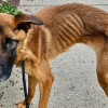 Illustration : Cette chienne d&eacute;couverte avec un collier &eacute;trangleur rouill&eacute; &eacute;tait si maigre qu&rsquo;elle peinait &agrave; tenir debout