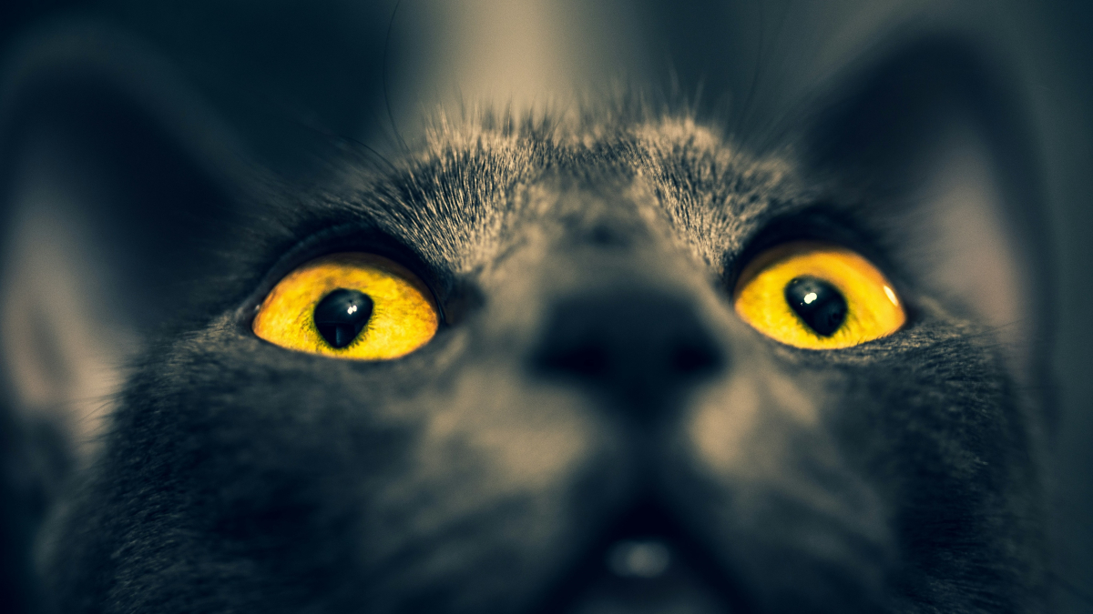 Illustration : "Pourquoi les yeux de votre chat brillent-ils dans le noir comme des phares ?"
