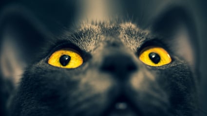 Illustration : Pourquoi les yeux de votre chat brillent-ils dans le noir comme des phares ?