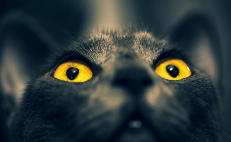 Pourquoi les yeux de votre chat brillent-ils dans le noir comme des phares ?