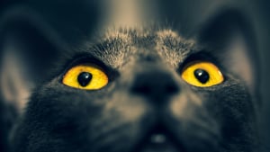 Illustration : Pourquoi les yeux de votre chat brillent-ils dans le noir comme des phares ?