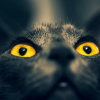 Illustration : Pourquoi les yeux de votre chat brillent-ils dans le noir comme des phares ?