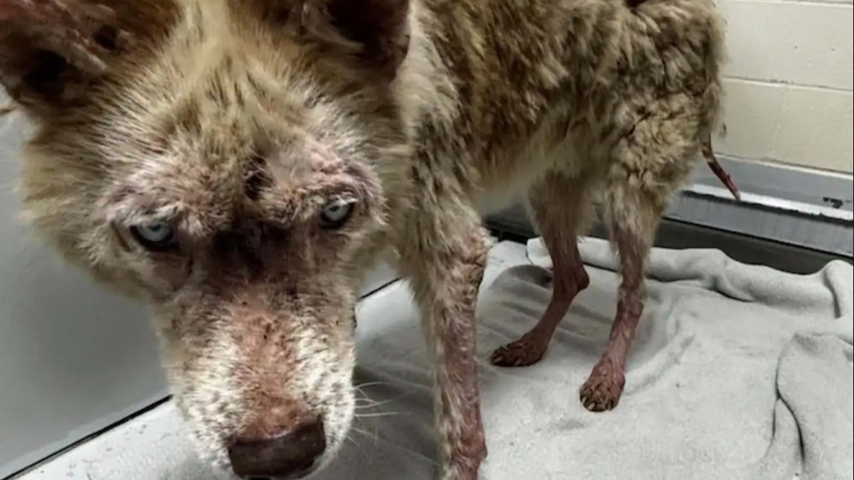 Illustration : "Après des mois de soins, ce chien à la peau enflammée, aux griffes trop longues et au pelage sale ressemble enfin à un Husky"