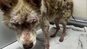 Illustration : Après des mois de soins, ce chien à la peau enflammée, aux griffes trop longues et au pelage sale ressemble enfin à un Husky