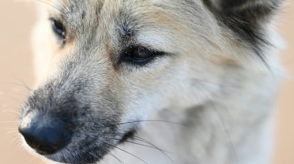 Illustration : Contrairement aux id&eacute;es re&ccedil;ues, couper les moustaches d&rsquo;un chien ne lui fait pas perdre l&rsquo;&eacute;quilibre