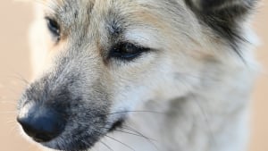 Illustration : Contrairement aux id&eacute;es re&ccedil;ues, couper les moustaches d&rsquo;un chien ne lui fait pas perdre l&rsquo;&eacute;quilibre