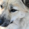Illustration : Contrairement aux id&eacute;es re&ccedil;ues, couper les moustaches d&rsquo;un chien ne lui fait pas perdre l&rsquo;&eacute;quilibre