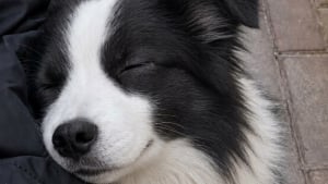 Illustration : 10 photos d&rsquo;animaux qui ont un effet r&eacute;el sur notre bien-&ecirc;tre