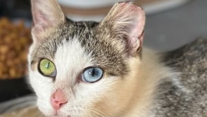 Illustration : Retrouvée abandonnée et gestante, cette chatte aux yeux vairons s'est retrouvée par erreur dans la rue