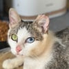 Illustration : Retrouv&eacute;e abandonn&eacute;e et gestante, cette chatte aux yeux vairons s'est retrouv&eacute;e par erreur dans la rue