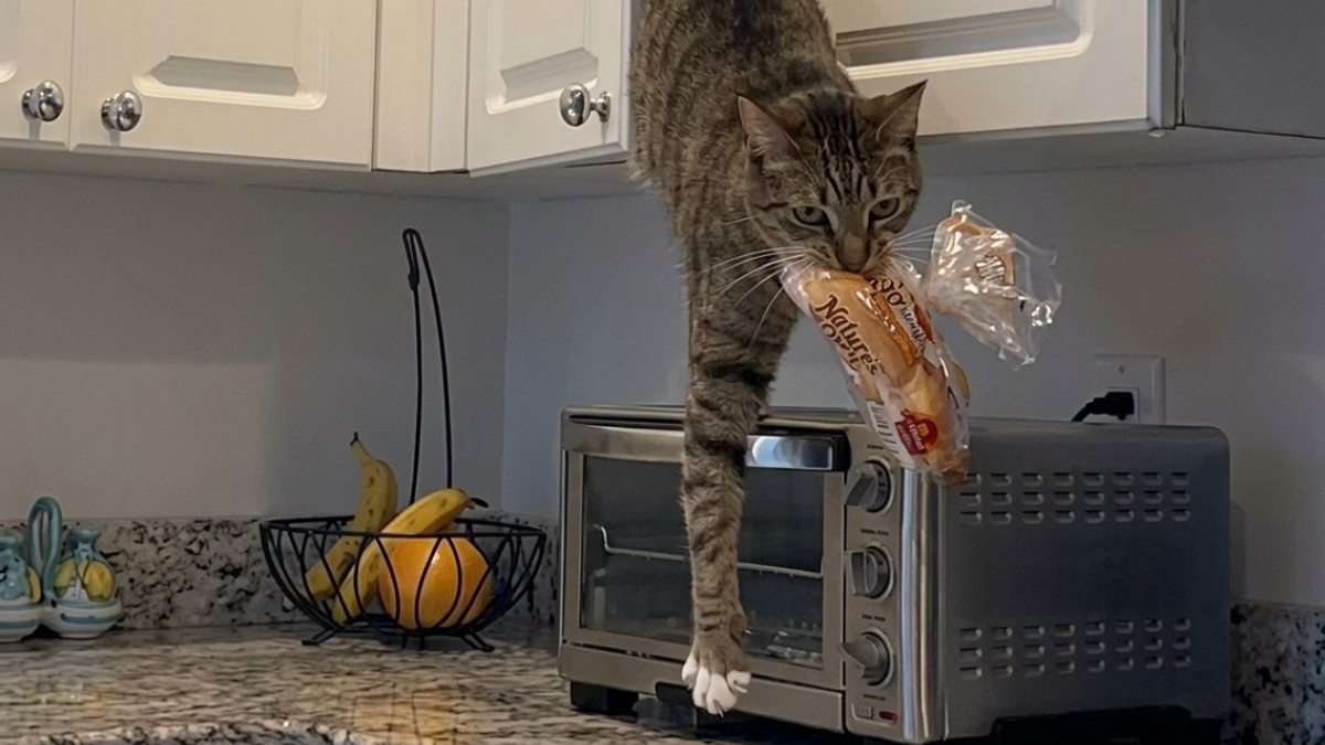 Illustration : "Très gourmand, ce chat n’hésite pas à prendre des risques pour dérober un peu de nourriture (vidéo)"